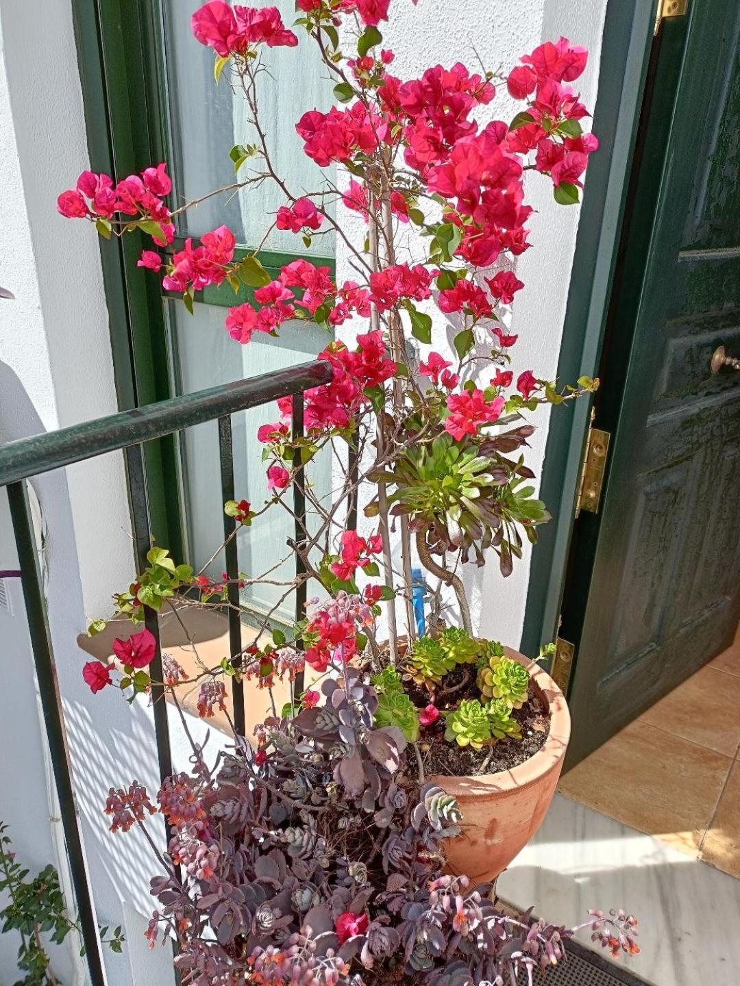 Beautiful Duplex With A Patio Ferienhaus Alcalá de los Gazules